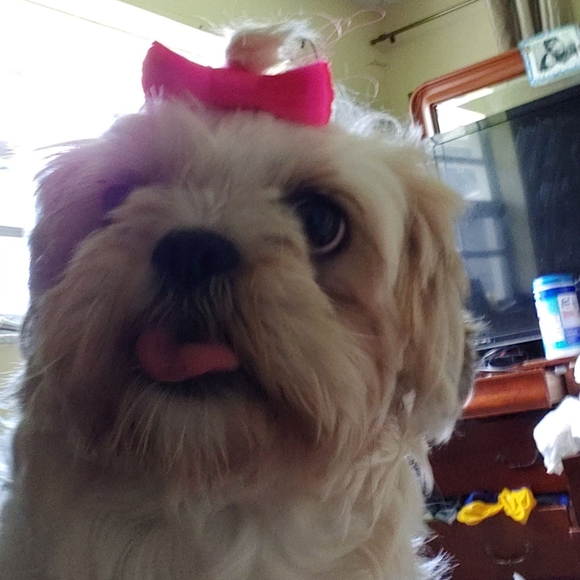 Meet your Posher, Karla - Picture 3 of 5